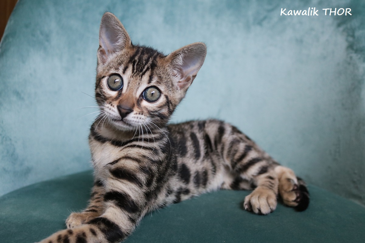 chaton bengal